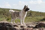 AKITA AMERICAIN 020